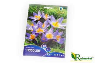 Krokus Tricolor  -  zestaw 10 cebulek